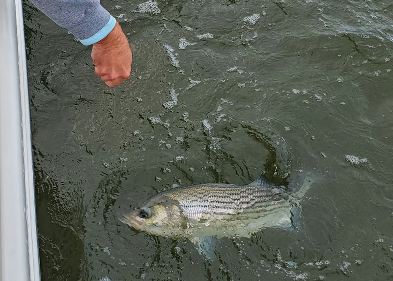 rock fish in chesapeake bay