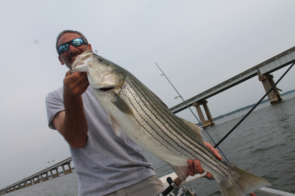 striped bass at chesapeake bay bridge