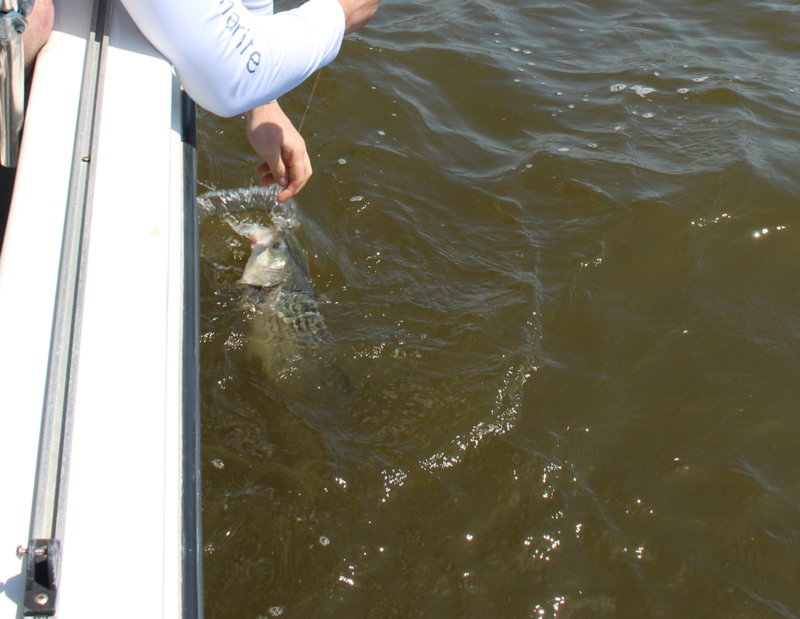 angler catching a rockfish in murky bay water