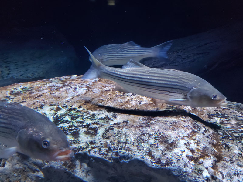 night fishing for rockfish in the dark