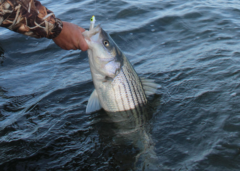 striped bass being released