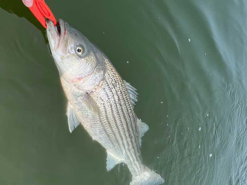 spring rockfish season changes