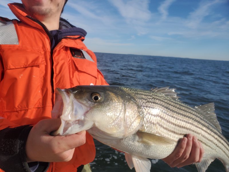 30 inch striper