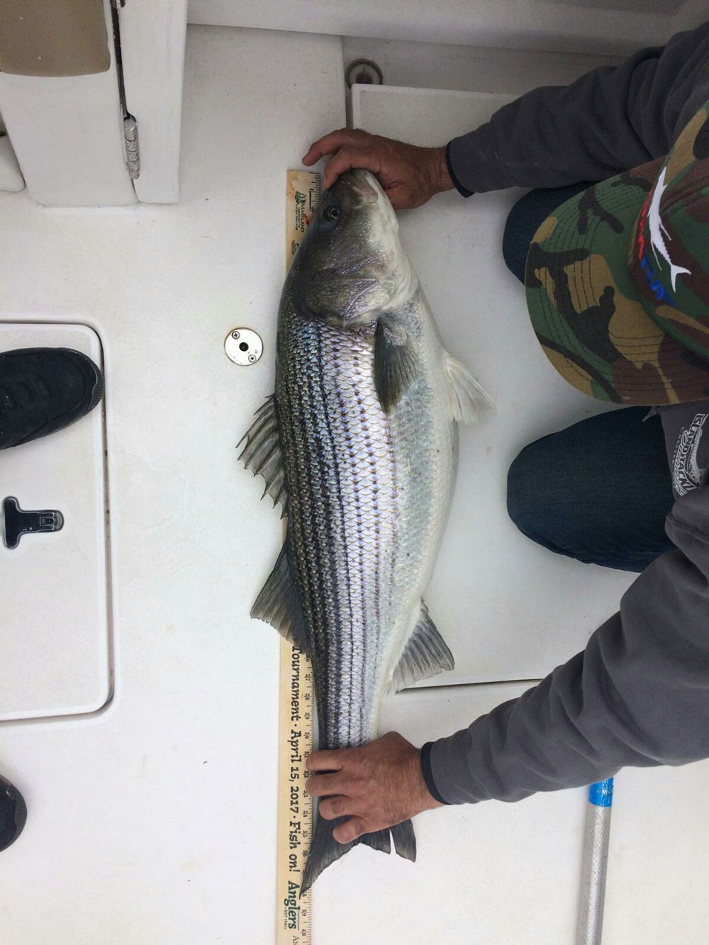 trophy striper