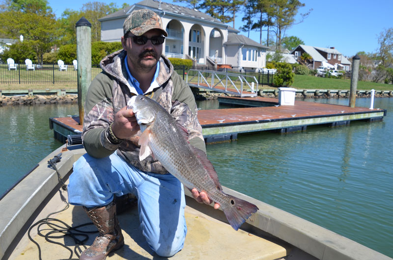 redfish in rudee inlet