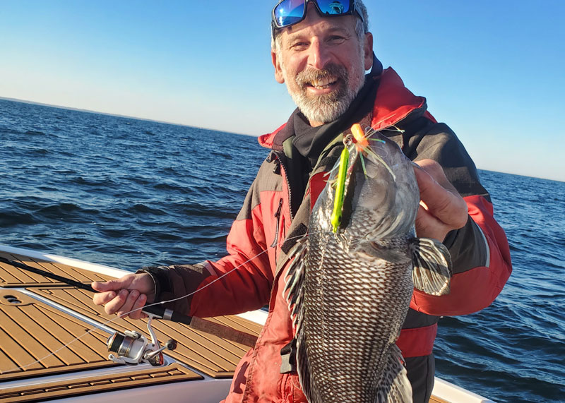 middle chesapeake bay sea bass