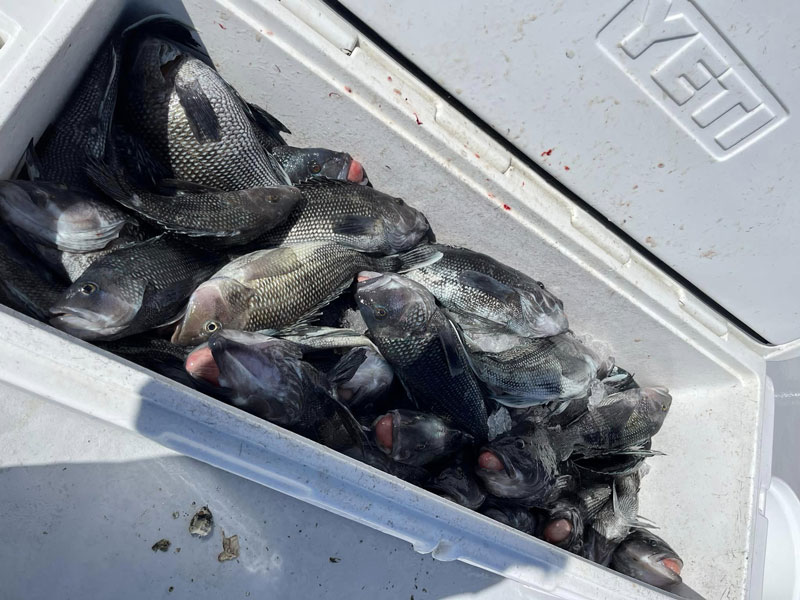 black sea bass in a cooler