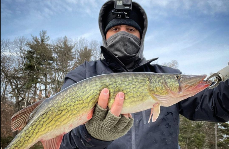 24 inch pickerel