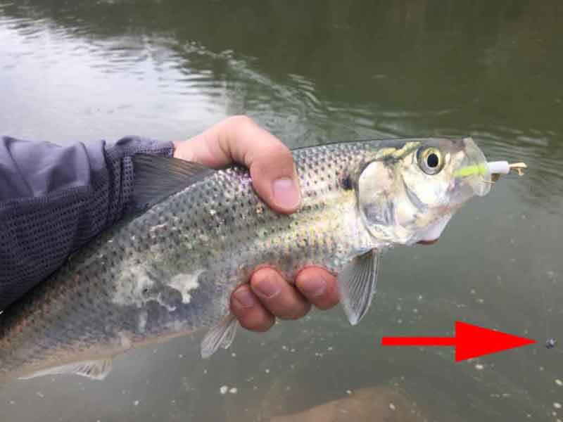 american shad