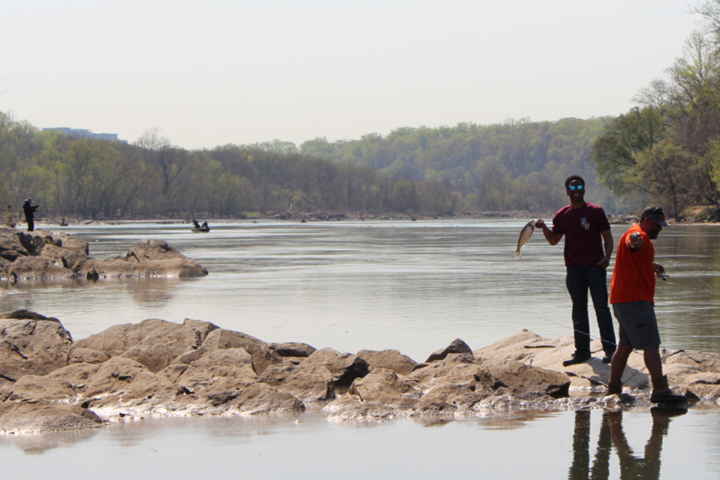 anglers catching shad