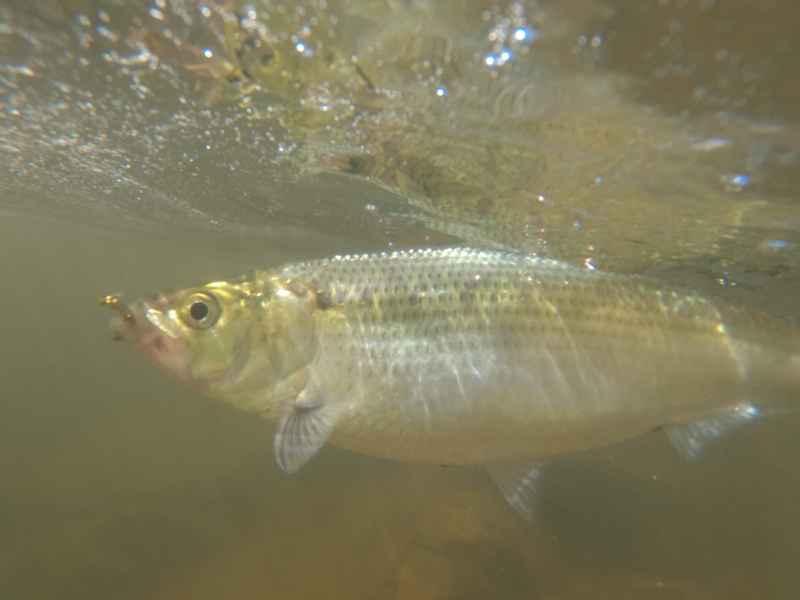 underwater shad fish