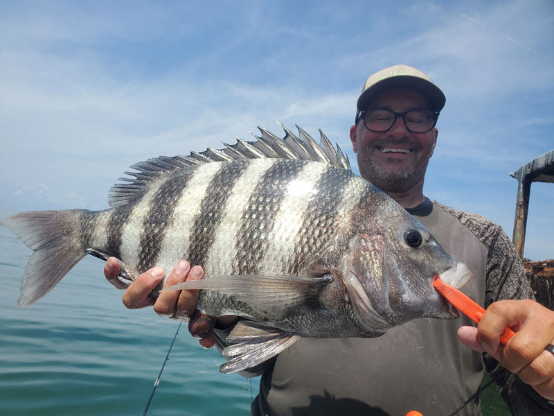 sheepshead caught with a bottom sweeper jig