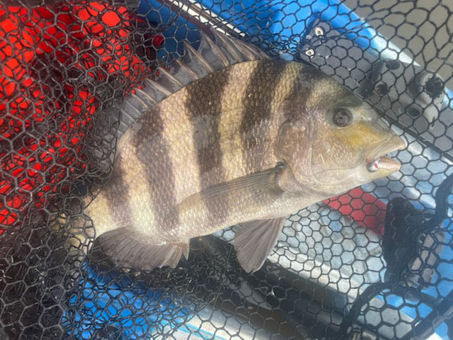 sheepshead caught fishing 