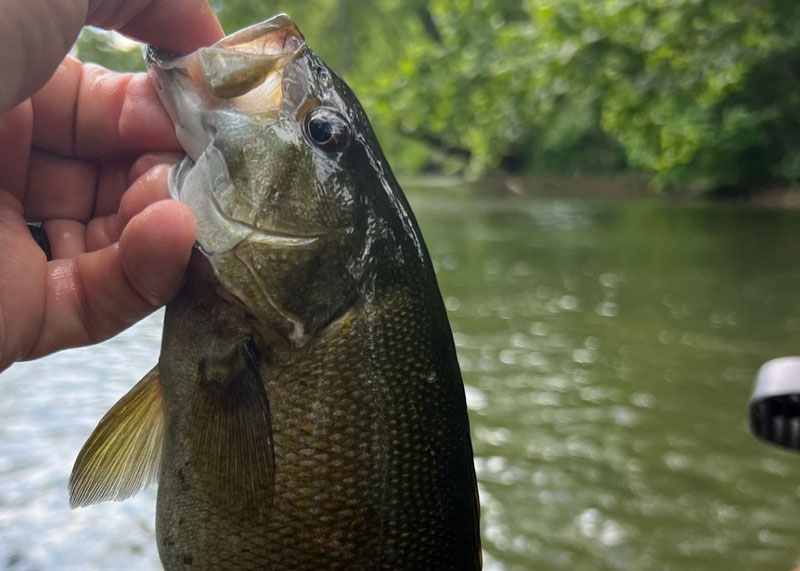 smallmouth bass fish