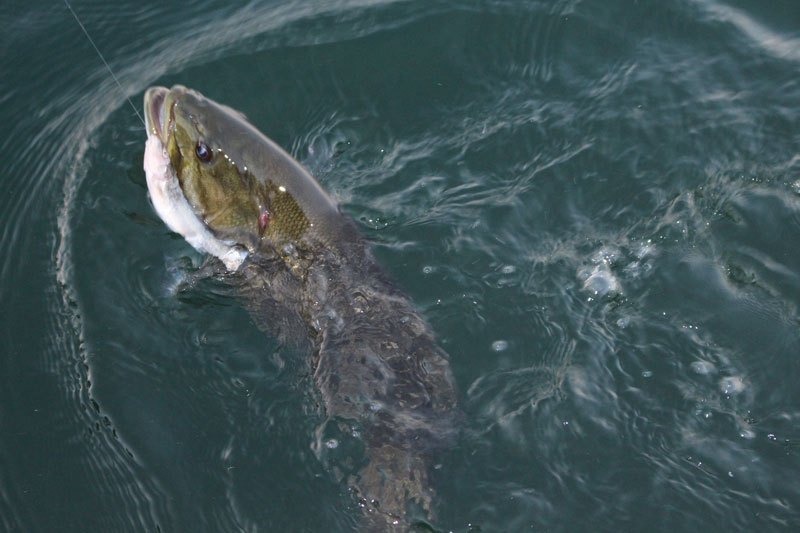 smallmouth bass caught on minnow