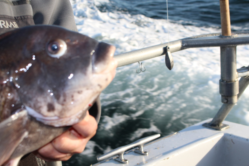 tautog caught on snafu rig