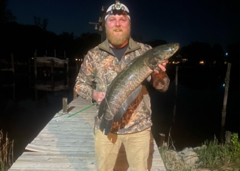 snakehead shot by a bowfishing fisherman