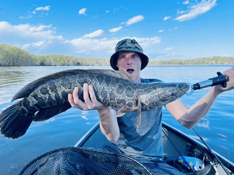 big potomac snakehead