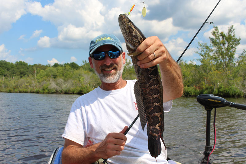 caught a snakehead on a spinnerbait