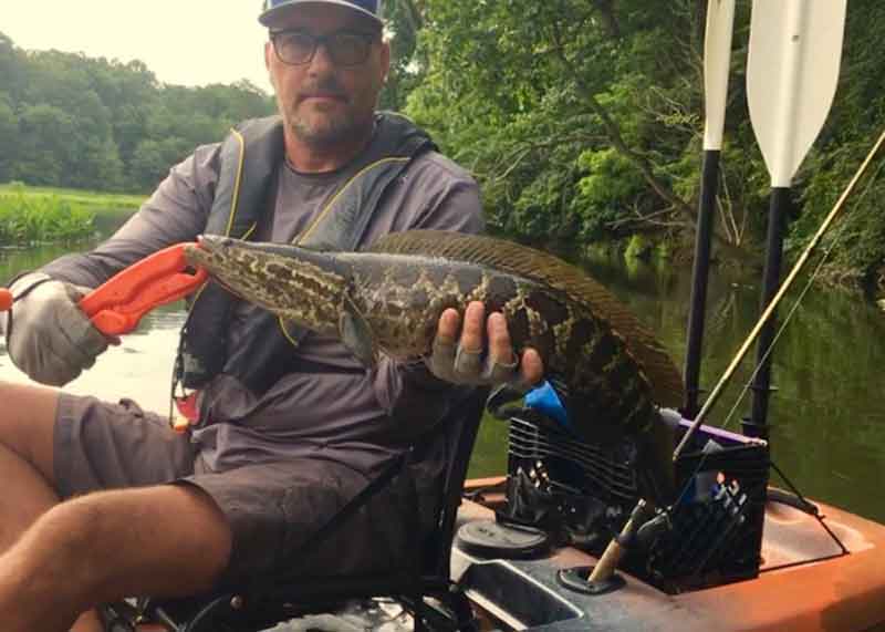 kayak angler with a snakehead