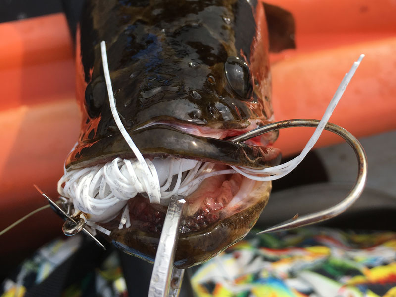 a snakehead fish with a lure in its mouth