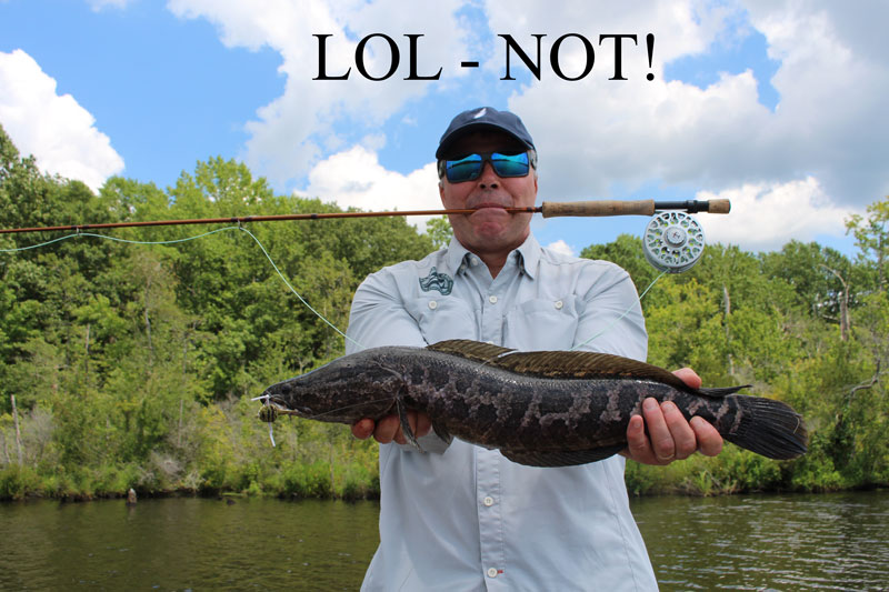 summer snakehead on the eastern shore