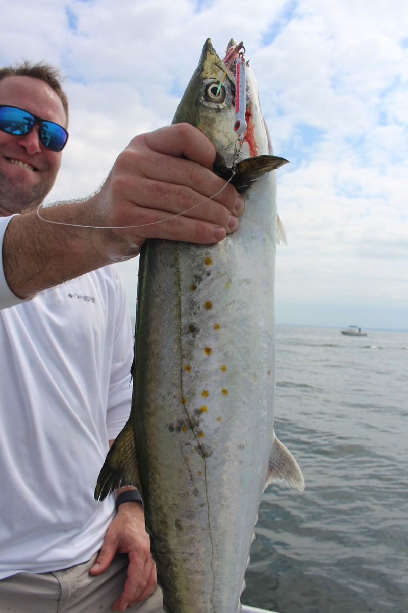 monster spanish mackerel