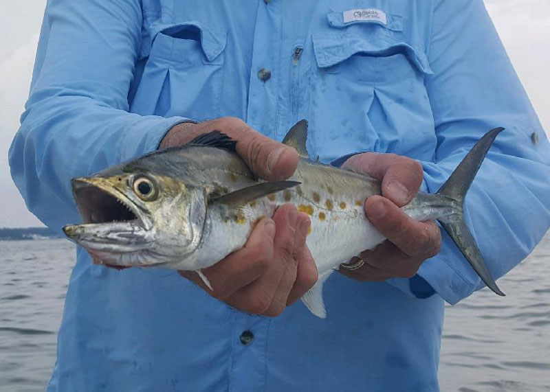 angler holds a spanish mackerel