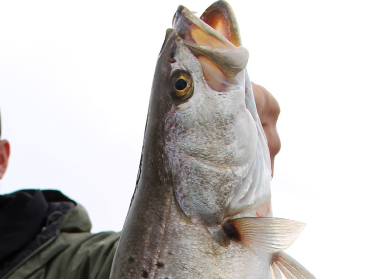 speckled sea trouts