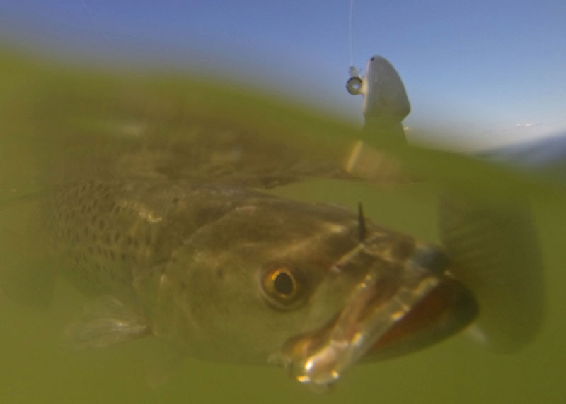 speckled trout underwater