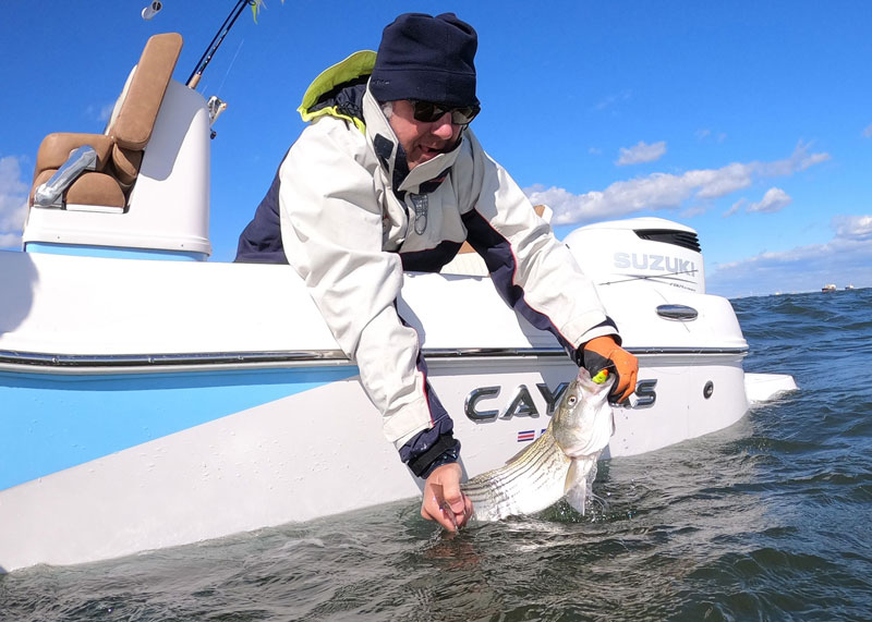 rockfish on a caymas