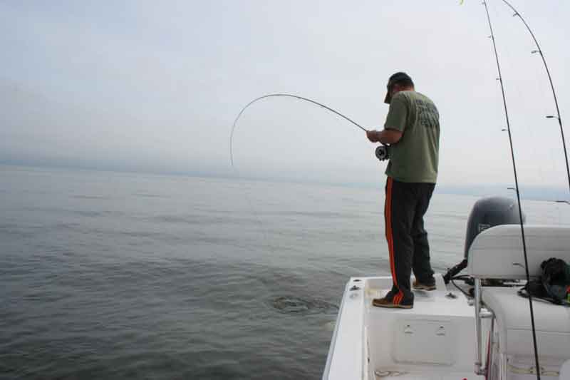 striped bass on a fly rod