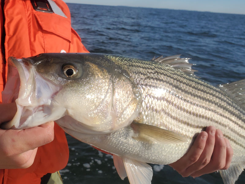 rockfish regulations for 2025 striped bass season