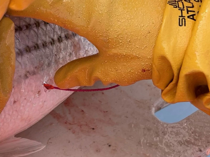 fish tagging in the chesapeake bay