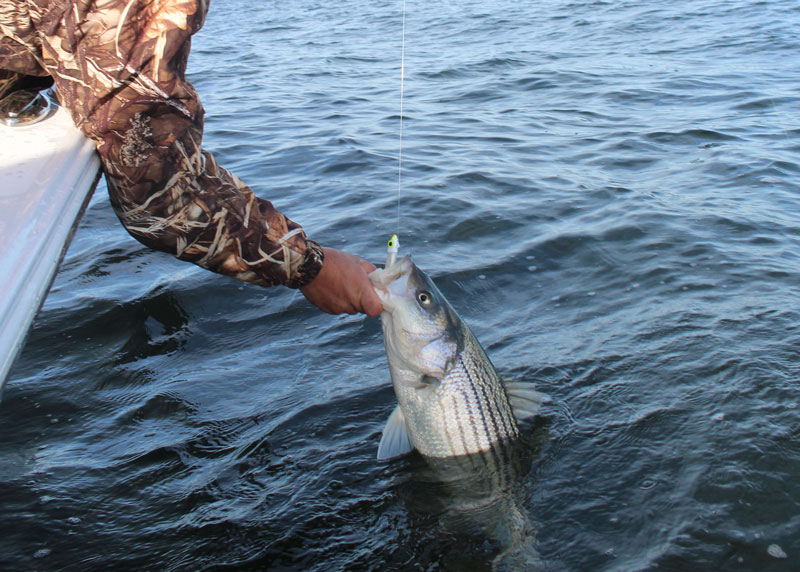 striped bass on a jig