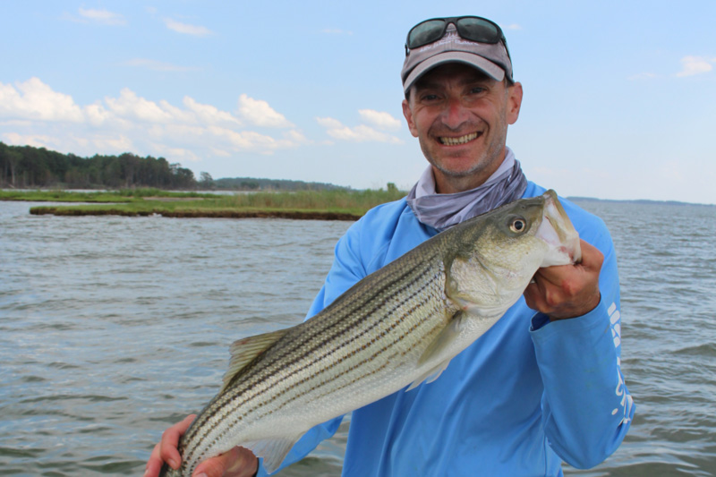 rockfish in the shallows