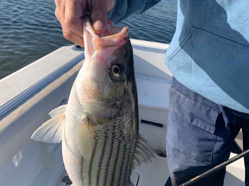 striped bass fishing Chesapeake Bay Potomac River