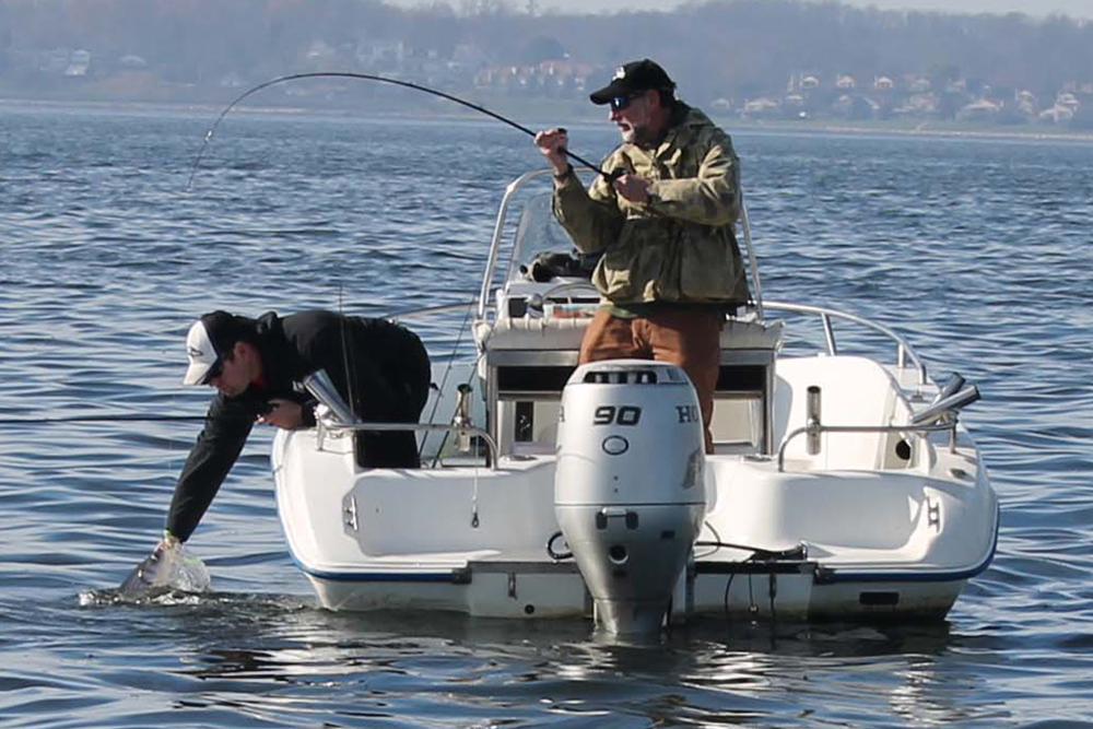 big striper under birds