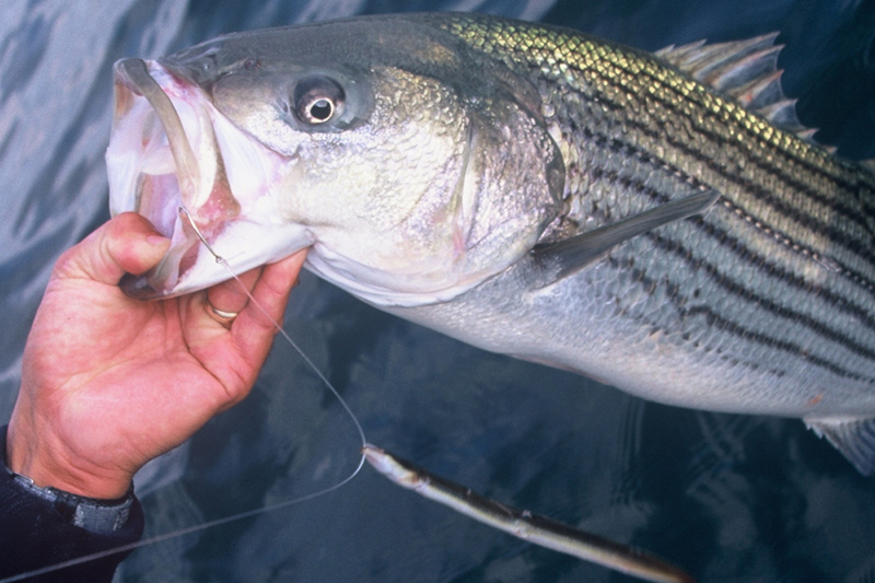 striper caught with an eel