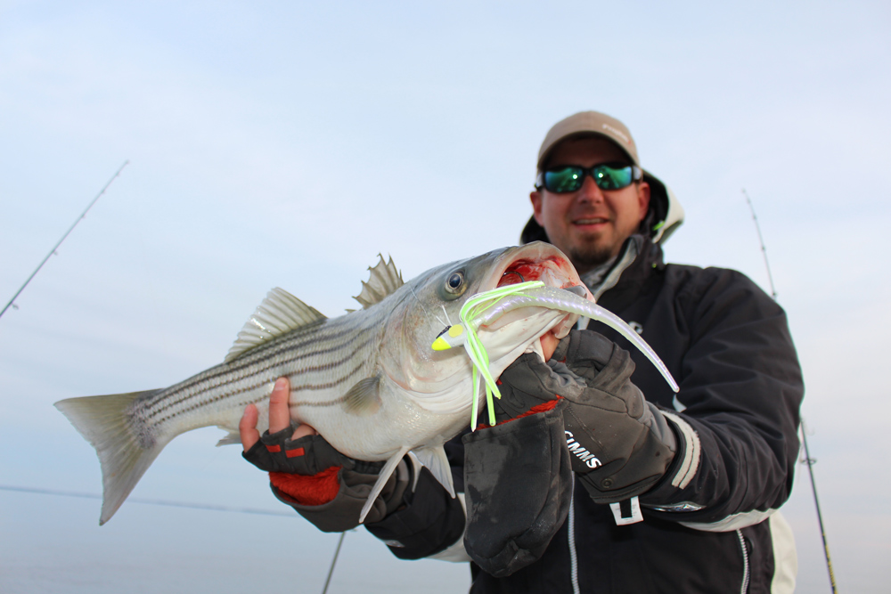 caught a nice striper while fishing the chesapeake bay