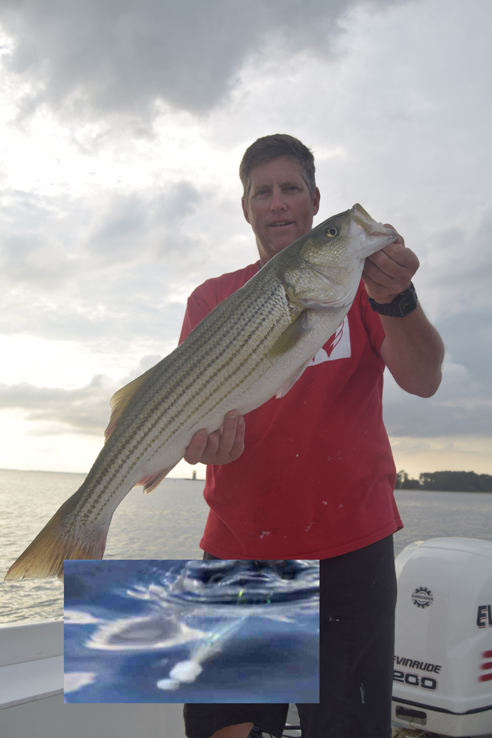 fly fishing for striped bass