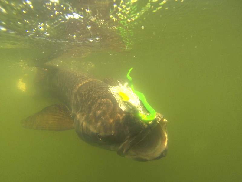 cobia with a striper sniper