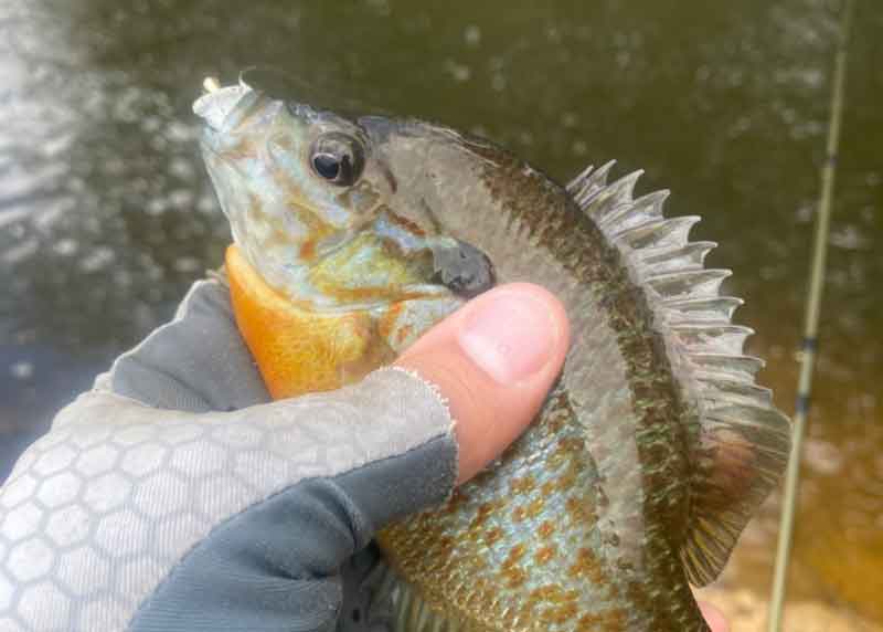 sunfish bit a jig