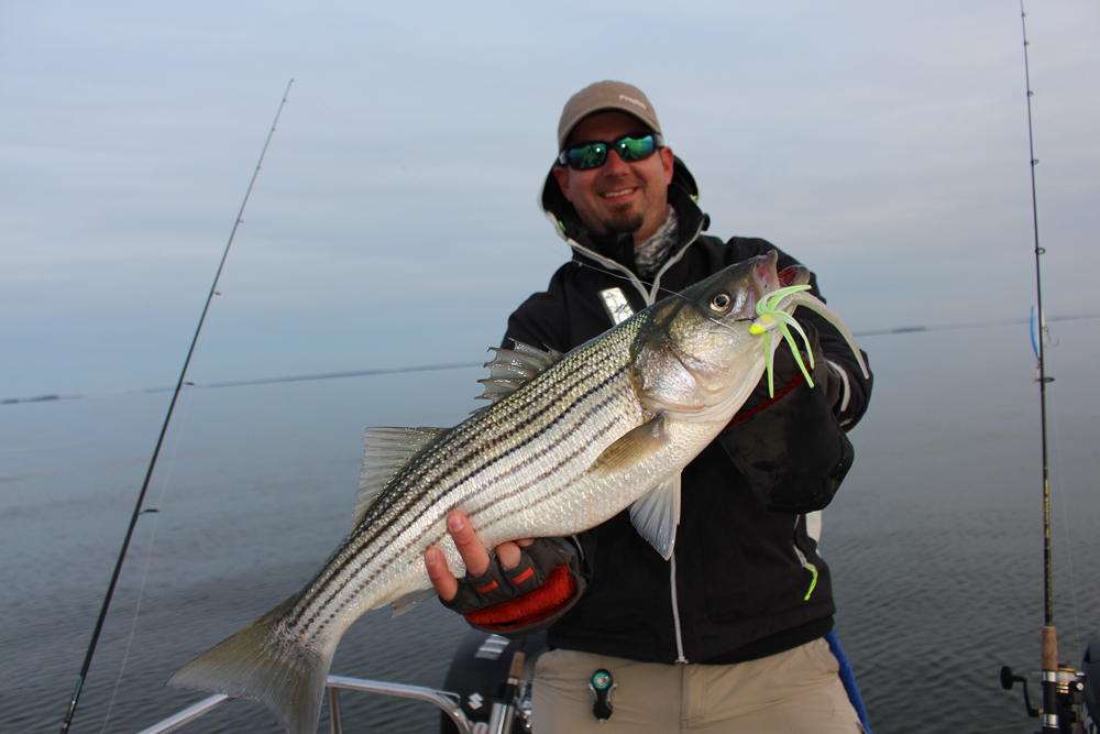 striped bass suspending