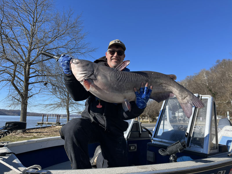 blue catfish in the susquehanna river