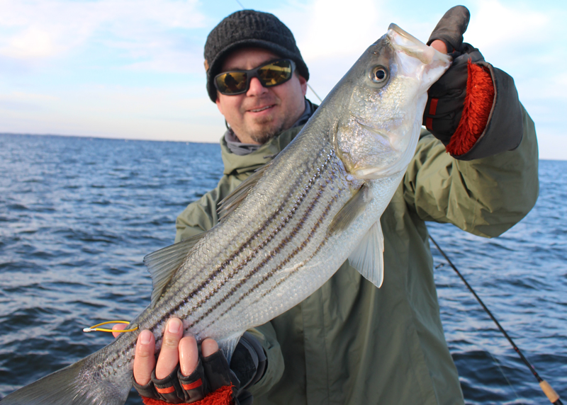 tagged rockfish