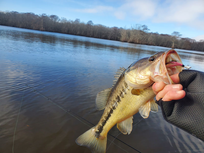 bass fishing the tributaries