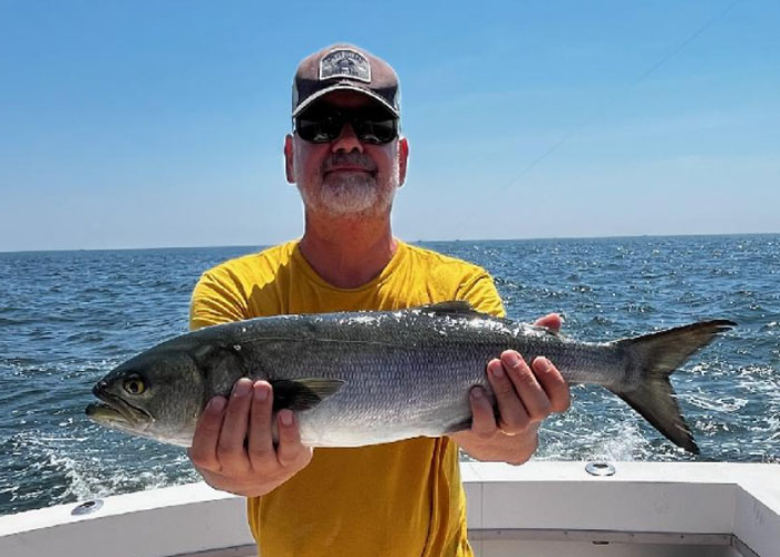 tangier sound bluefish