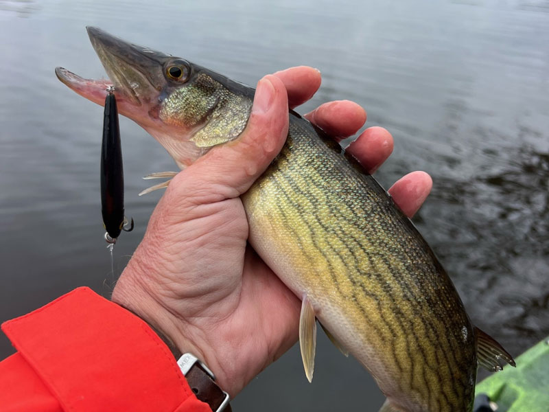 pickerel in hand