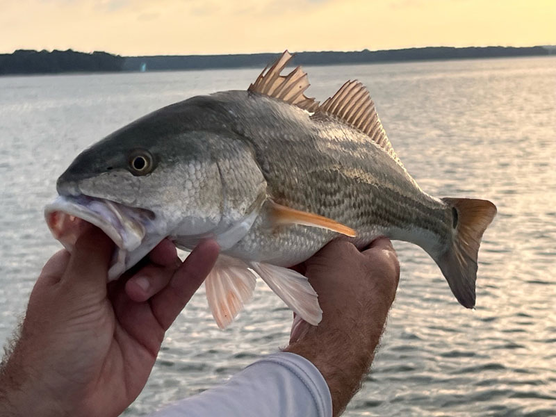 red drum slot fish